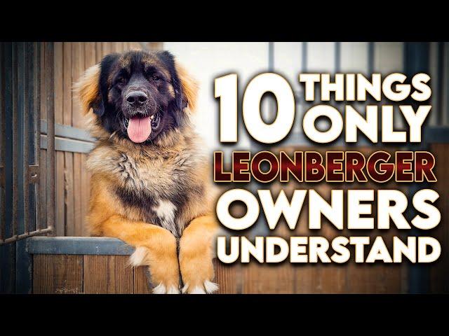 10 Things Only Leonberger Dog Owners Understand