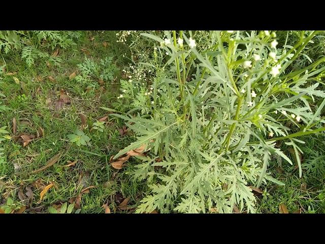 Parthenium hysterophorus