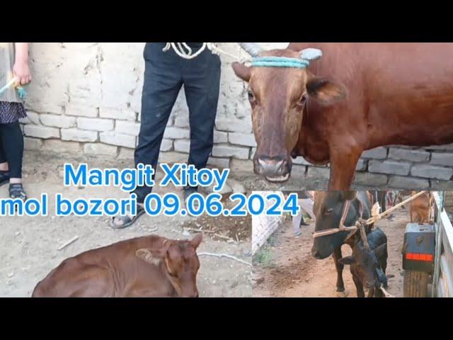 Mangit Xitoy mol bozori Ona bola sigir narxlari 09.06.2024#tortkol_uz #narx #narxnavo #gurlan