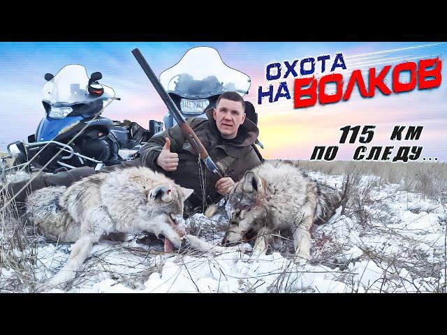 охота на волков!преследовали волков 115км