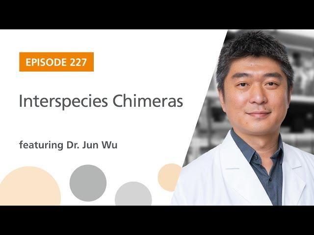 Interspecies Chimeras featuring Dr. Jun Wu | The Stem Cell Podcast