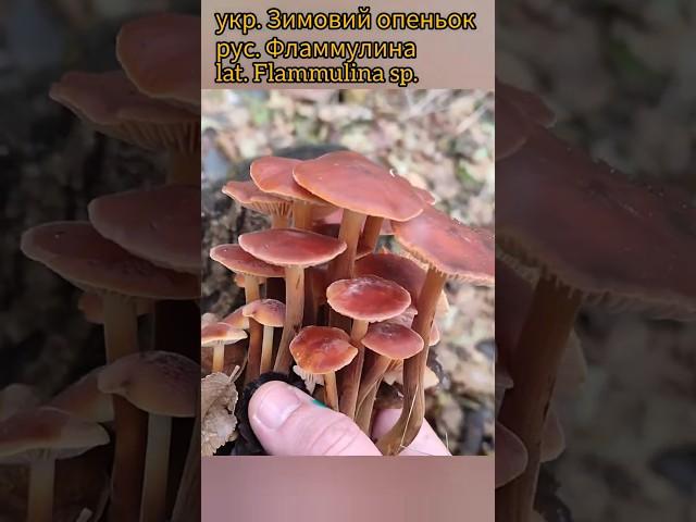 ️Зимние опята, грибы экстрималы #грибалка #грибочки #грибомания #mushroom #фламмулина #природа