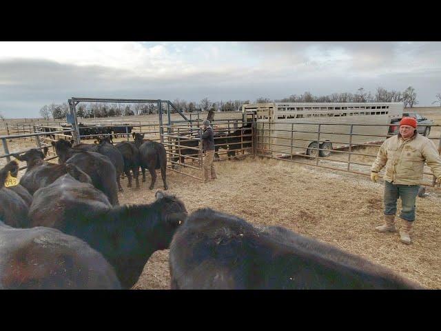 Moving 95 Cows to Corn Stalks