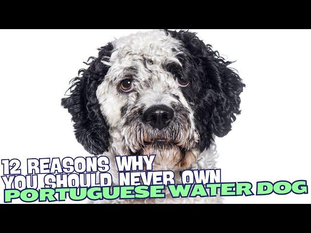 12 Reasons Why You Should Never Own a Portuguese Water Dog 