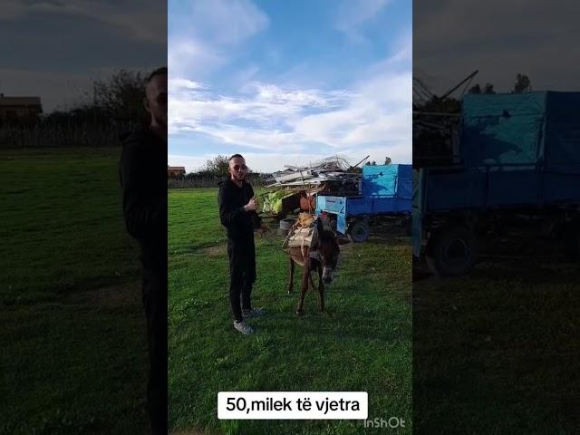 Ujku shijakut , shitet gomari flori offocial per 50mij lek !!