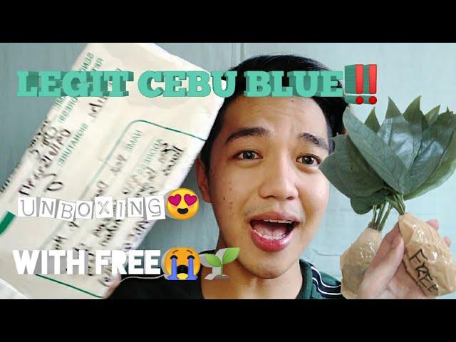 CEBU BLUE POTHOS VS EPIPREMNUM PINNATUM (REGULAR FORM) |Part II