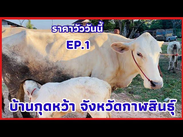 EP.1 #ราคาวัววันนี้ 7 พฤศจิกายน 2567 #ตลาดวัวบ้านกุดหว้า อำเภอกุฉินารายณ์ จังหวัดกาฬสินธุ์ #ชาร์โนเล