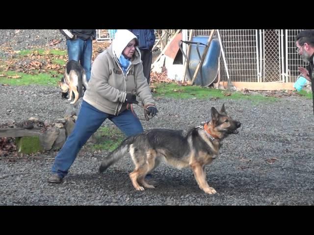 Schilling Law Dog's Training by Ken Schilling