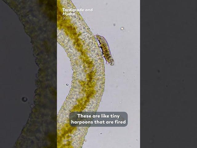 Tardigrades Are Not Immortal!