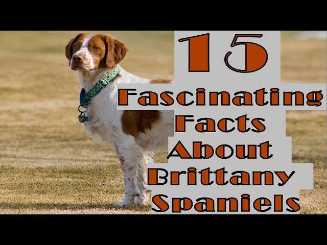 15 Fascinating Facts About Brittany Spaniels