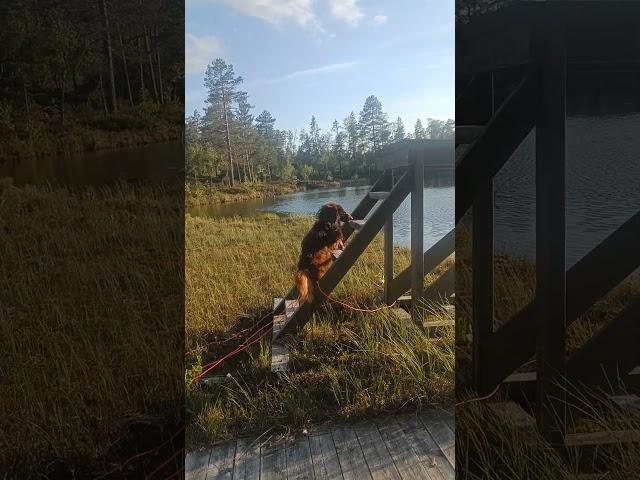 #norway #nature #dog