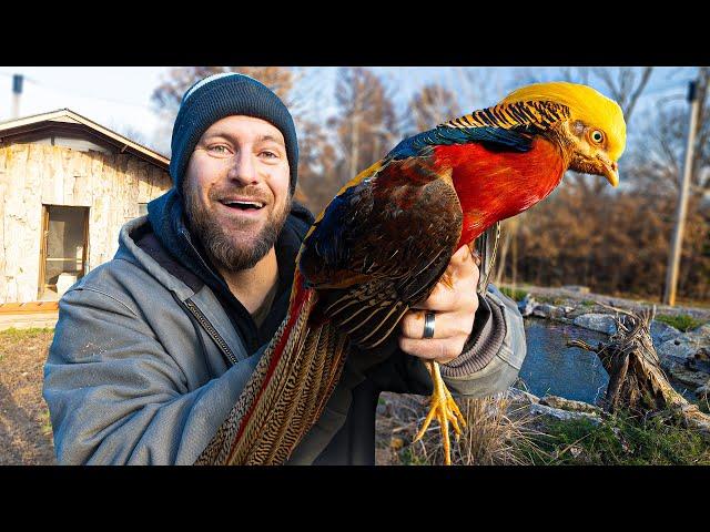 We Finally Released Birds Into the Aviary!