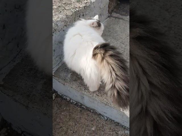 восьмой блин#cat#shorts#позитив#юмор#популярное