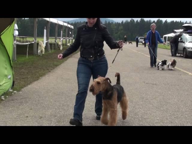 Airedale Terrier- Slicey Zen Warrior Altervita at CAC Koroska 2016