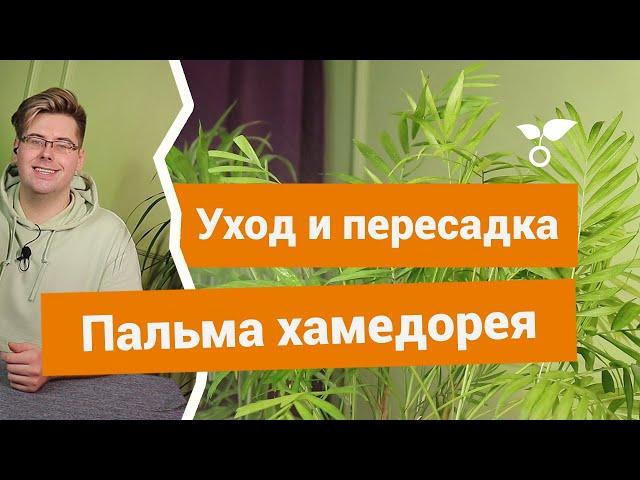 Хамедорея — как ухаживать, пересаживать и спасти, если болеет?