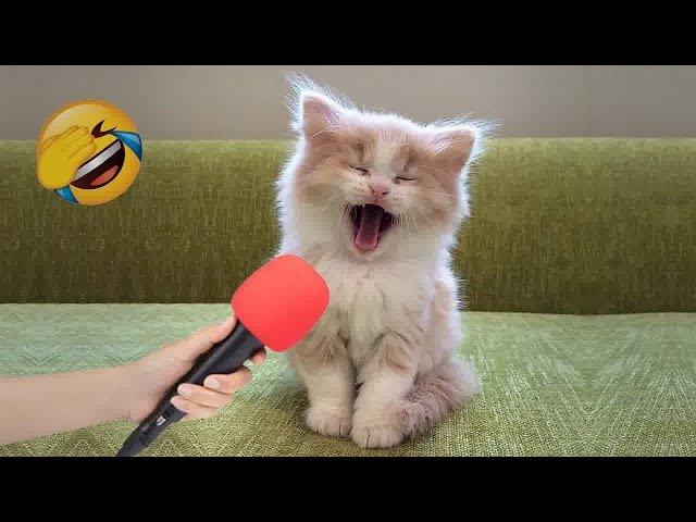 Funniest Cats and Dogs Videos  Funniest Animals ️