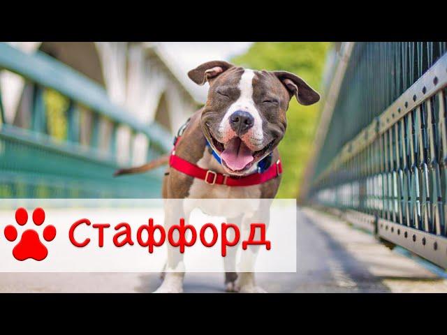 Американский стаффордширский терьер | Собака породы стаффорд