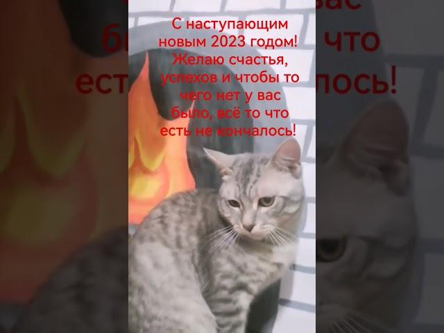 До смеха важный кот
