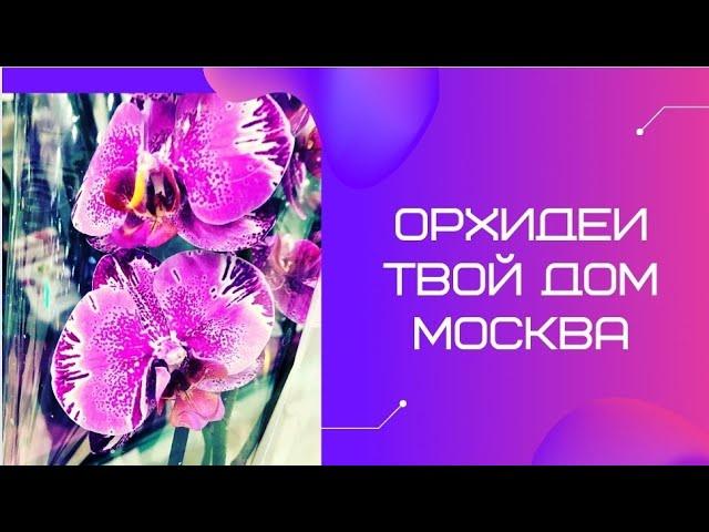 Шикарные орхидеи в магазине Твой Дом в Москве