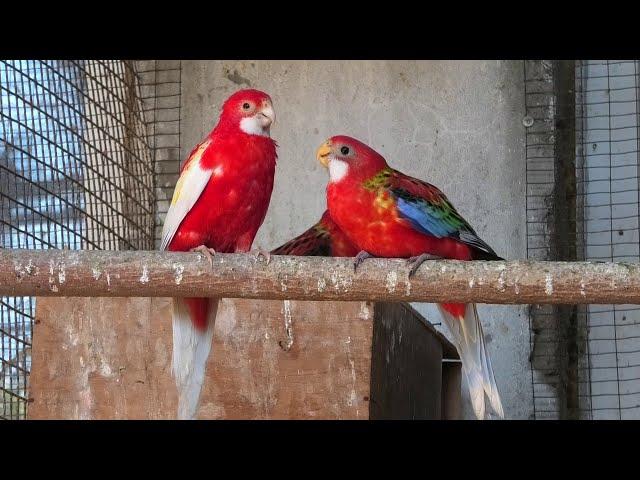 Попугаи розеллы кормят птенцов. Rosella parrots feed their chicks.