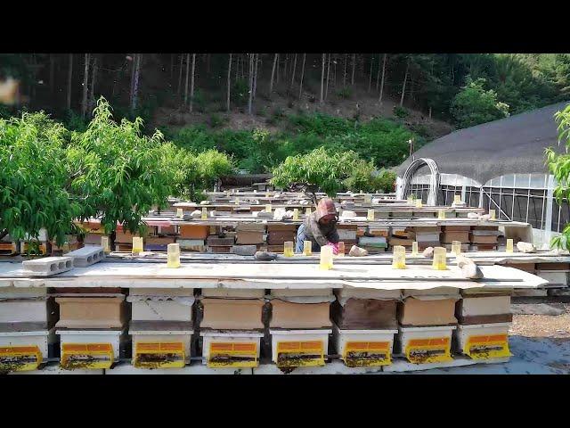 Process of producing 100% real natural honey - Korean Real Bee-Farm