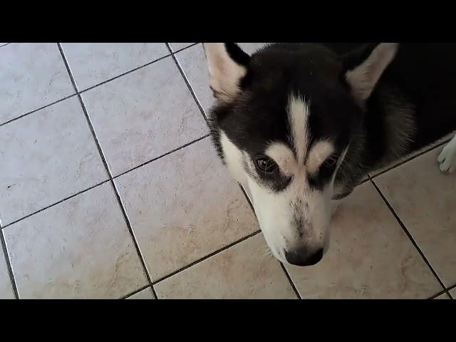 HUSKY TASTING OTHER FOODS