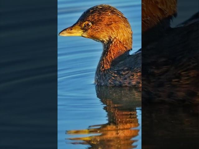 Birds and Wildlife from last year in PNW...and 1 exotic!  #birds #wildlife