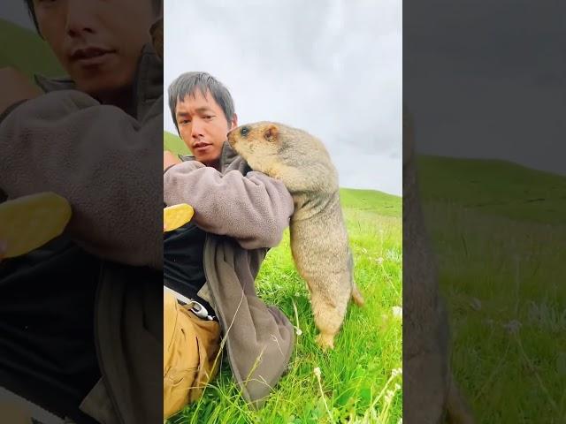 Cute Wild animal bobak marmot or prairie dog eating cookies yummy 124