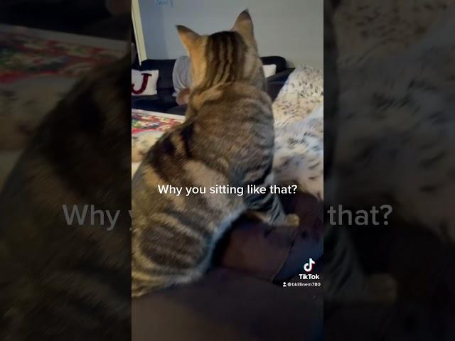 Why he sitting so weird  #cats #catsoftiktok #catsofinstagram #subscribe #kitty #funny