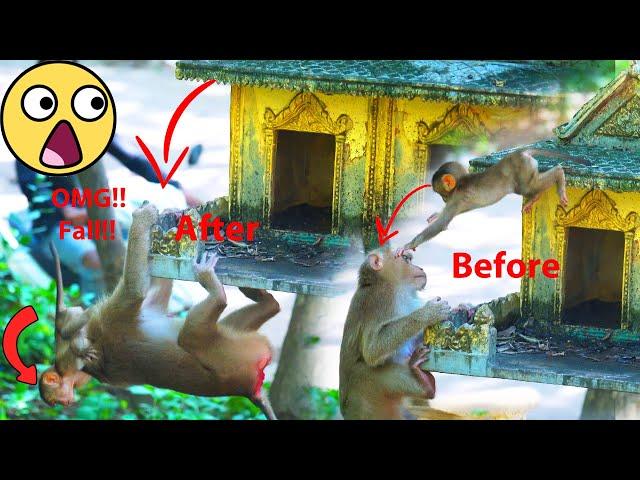 Oh my God!! P00R baby tiny monkey Sariki falling down on the small temple roof.