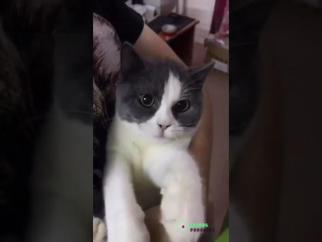  Oye Naughty Girl....! Cat asking For the Chocolates Funny animal Video