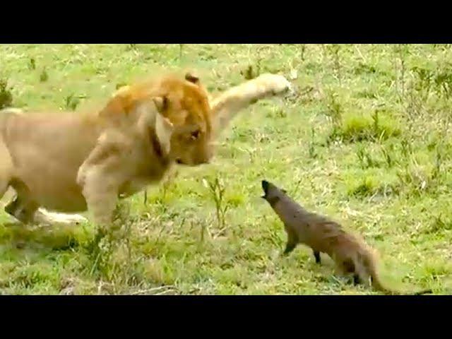 Ozzy Man Reviews: Mongoose vs Lions