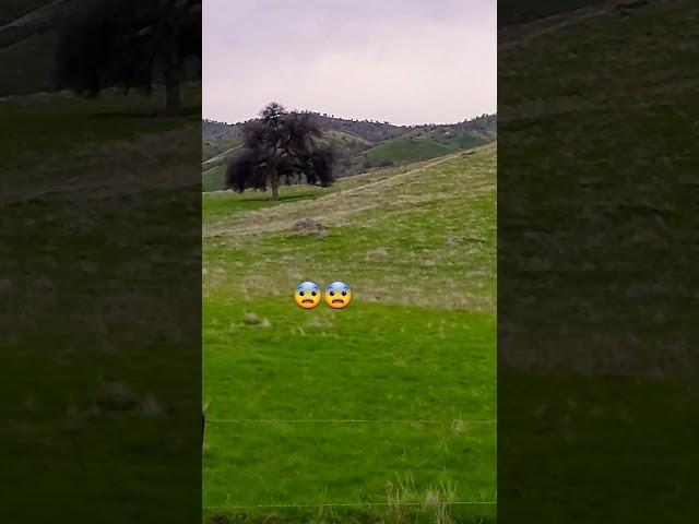 we got the chupacabra in video