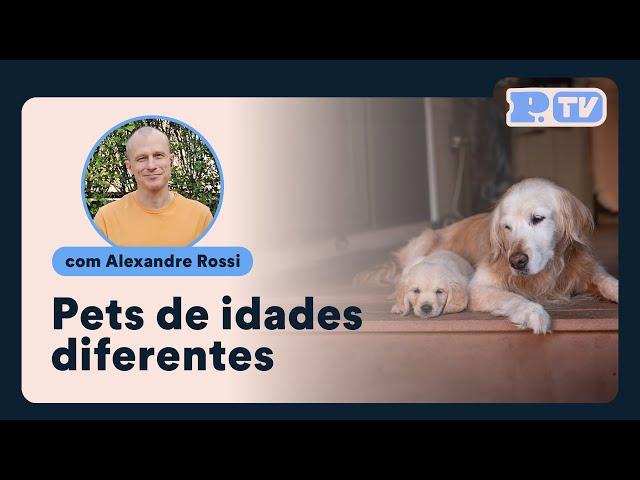 Dicas de rotina para pets sênior e mais novos juntos | Petz TV Comportamento