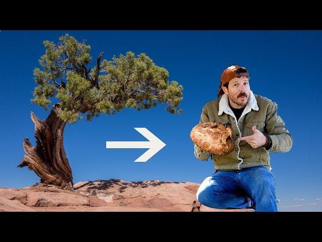 Does this tree hold the secret to perfect sourdough bread? | Justinthetrees Tree Map