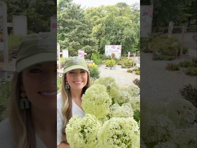 SHRUB OF THE WEEK Invincibelle Limetta®️ Smooth Hydrangea by