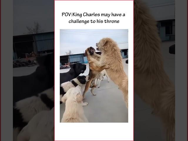 King Charles may have a challenge to his throne! #kingcharles ##animals