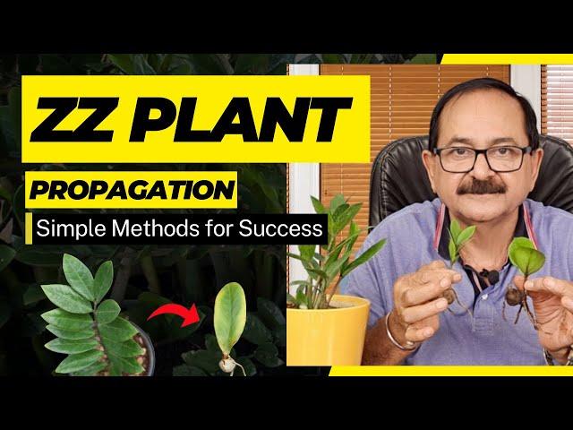 ZZ Plant Propagation l ZZ प्लांट प्रोपेगेशन को सरल बनाएं: विशेषज्ञ युक्तियाँ और टिप्स"