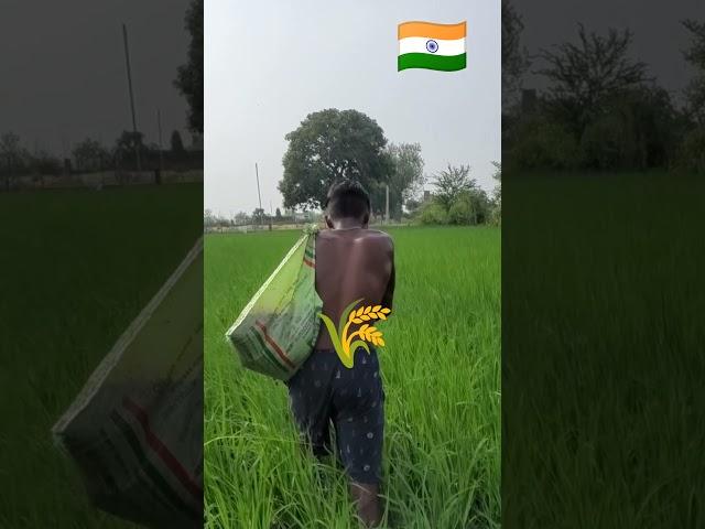 किसान का खून पसीना #farming #viralvideo #kisan #trending #shortsfeed