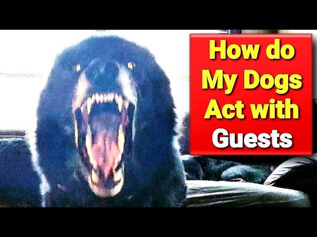 How Does my Blue Bay Shepherd Act Around Houseguests?