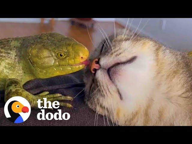 This Cat Is Obsessed With Her Lizard Brother | The Dodo Odd Couples