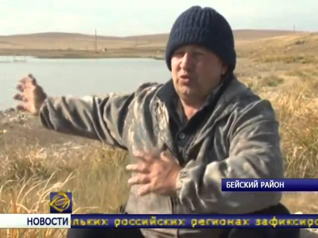 В Хакасии разводят пелядь