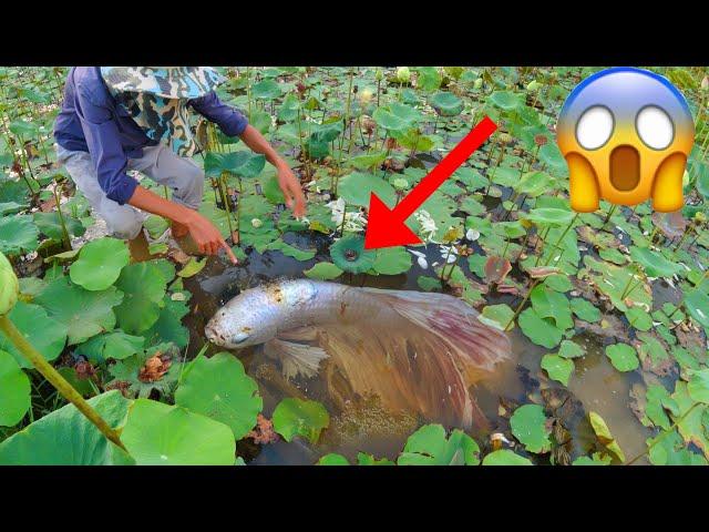 Technique Skill And Found Giant Betta Fish And All Kind Of Bette Fish Near In Rain Season