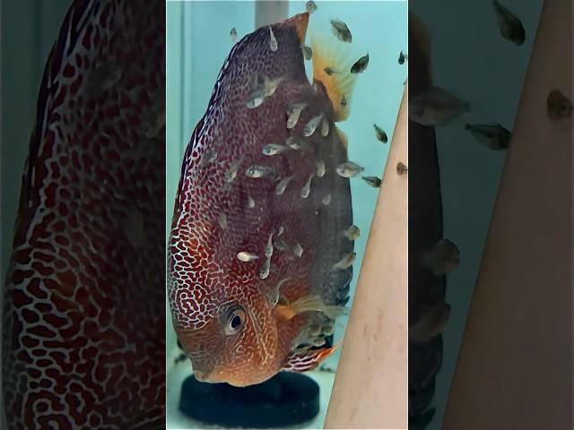 Нові малюки Супер пантер швидко зростають. #discus , #cichlid .