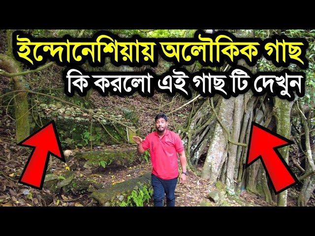 ইন্দোনেশিয়ায় দেখা মিললো অলৌকক গাছ যা মানুষের দেহ থেকে শুষে নেই সবকিছু 