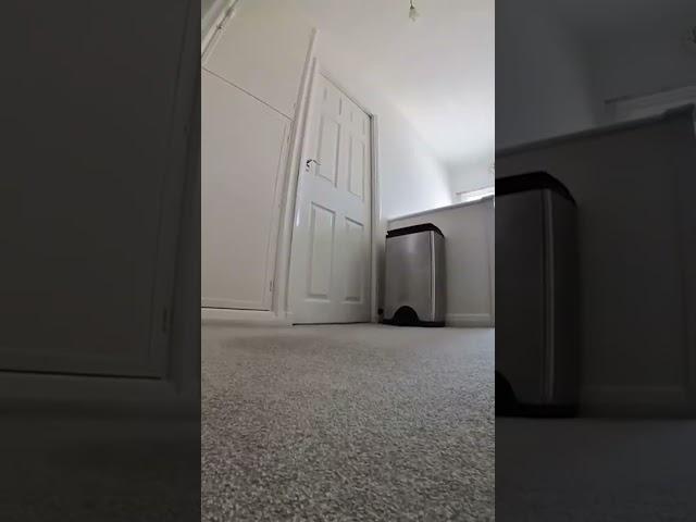 Мама семерых котят 
