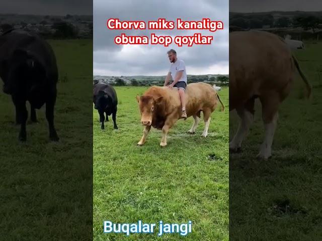 CHORVA MIKS KANALIGA OBUNA BOP QOYILAR