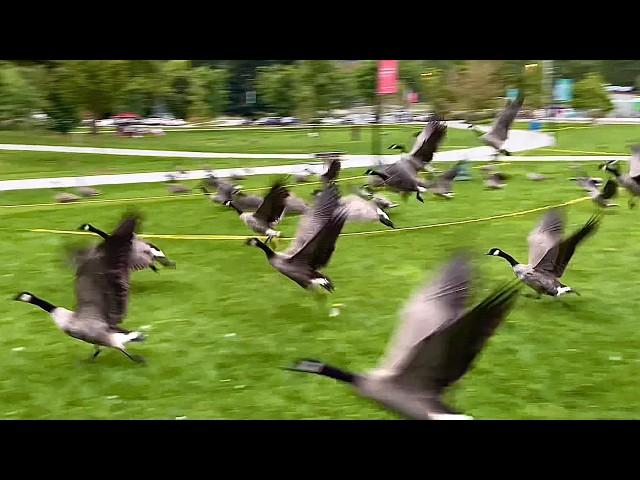 When Canada Geese Taking Off, it’s Not Always the Geese in the Front Who Give the Signal to Fly! 