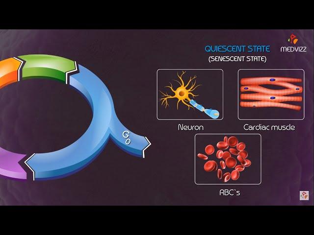 Cell cycle checkpoints and regulation Animation