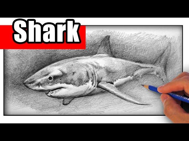 How to Draw a Shark with Pencil